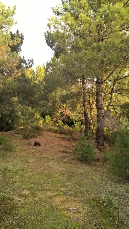 Gite Du Puy Saint-Fortunat-sur-Eyrieux Dış mekan fotoğraf
